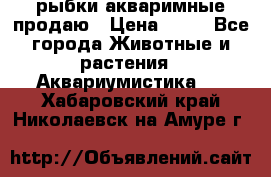 рыбки акваримные продаю › Цена ­ 30 - Все города Животные и растения » Аквариумистика   . Хабаровский край,Николаевск-на-Амуре г.
